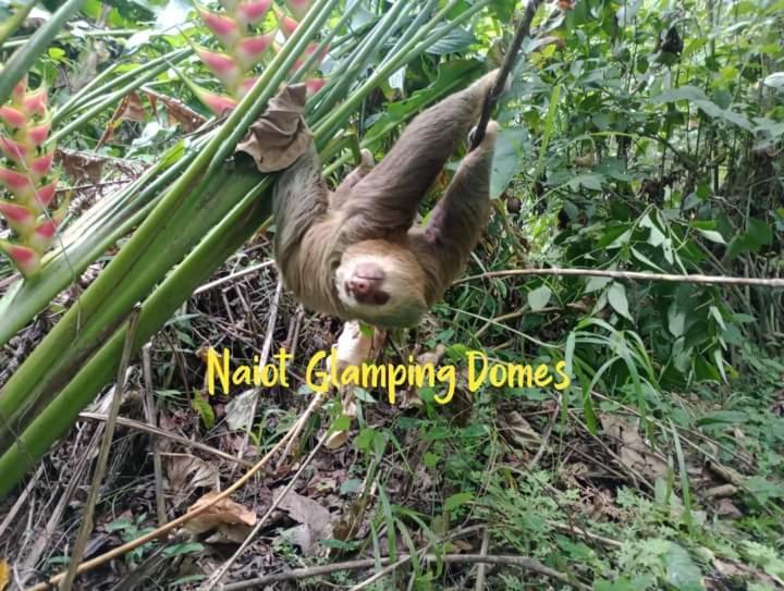 Appartement Glamping Naioth à Guápiles Extérieur photo