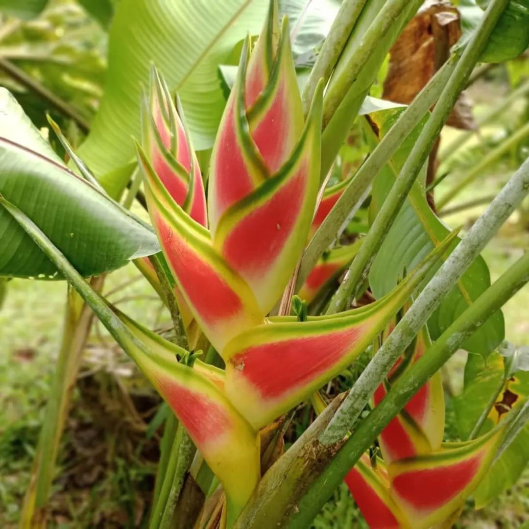 Appartement Glamping Naioth à Guápiles Extérieur photo