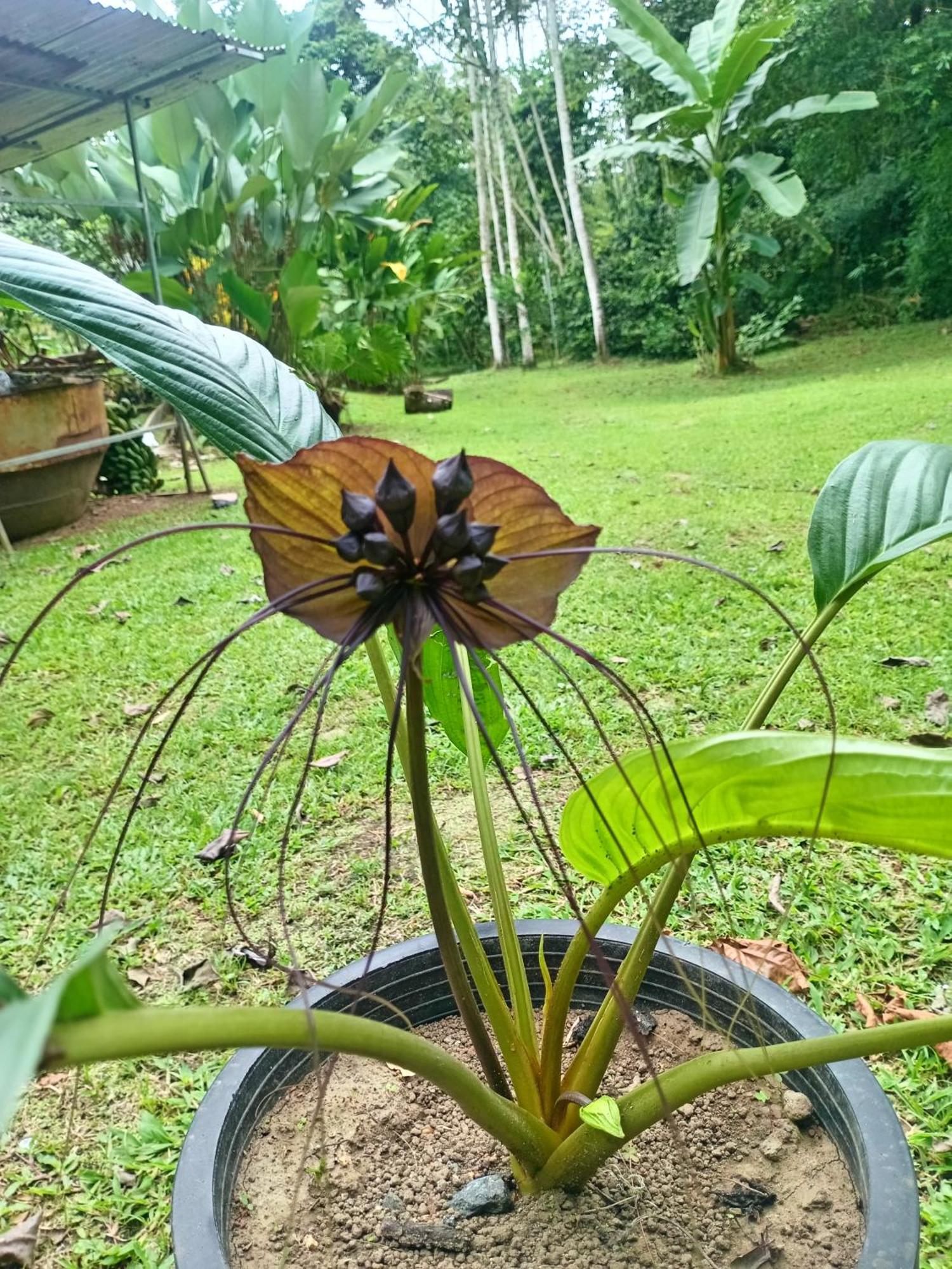 Appartement Glamping Naioth à Guápiles Chambre photo